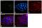 Laminin Subunit Alpha 1 antibody, MA1-06100, Invitrogen Antibodies, Immunofluorescence image 