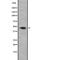 G Protein Subunit Alpha 13 antibody, abx215490, Abbexa, Western Blot image 