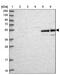Amidohydrolase Domain Containing 2 antibody, PA5-59515, Invitrogen Antibodies, Western Blot image 