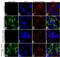 Claudin 3 antibody, 702158, Invitrogen Antibodies, Immunofluorescence image 
