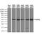 Death Associated Protein Kinase 2 antibody, MA5-25084, Invitrogen Antibodies, Western Blot image 