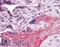 ADAM Metallopeptidase Domain 17 antibody, LS-B4426, Lifespan Biosciences, Immunohistochemistry frozen image 