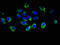 Protocadherin Beta 16 antibody, orb400760, Biorbyt, Immunocytochemistry image 