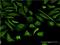 Tubulin Beta 2A Class IIa antibody, H00007280-M03, Novus Biologicals, Immunocytochemistry image 