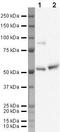 Kruppel Like Factor 10 antibody, PA5-19845, Invitrogen Antibodies, Western Blot image 