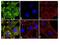 Paxillin antibody, 44-720G, Invitrogen Antibodies, Immunofluorescence image 