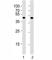 POU Class 5 Homeobox 1 antibody, F53273-0.4ML, NSJ Bioreagents, Western Blot image 