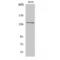 Adhesion G Protein-Coupled Receptor G6 antibody, LS-C383760, Lifespan Biosciences, Western Blot image 