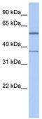 Retinoid X Receptor Alpha antibody, TA338248, Origene, Western Blot image 