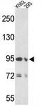 Elastin Microfibril Interfacer 1 antibody, GTX81797, GeneTex, Western Blot image 