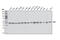 ST13 Hsp70 Interacting Protein antibody, 8014S, Cell Signaling Technology, Western Blot image 