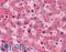 Transthyretin antibody, LS-B2595, Lifespan Biosciences, Immunohistochemistry frozen image 