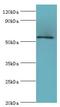 Kruppel Like Factor 4 antibody, LS-C376030, Lifespan Biosciences, Western Blot image 