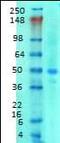 Solute Carrier Family 38 Member 1 antibody, orb95903, Biorbyt, Western Blot image 