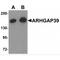 Rho GTPase Activating Protein 39 antibody, MBS150520, MyBioSource, Western Blot image 
