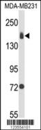 Integrin Subunit Alpha 2 antibody, 63-761, ProSci, Western Blot image 