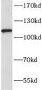 NACHT, LRR and PYD domains-containing protein 3 antibody, FNab10120, FineTest, Western Blot image 