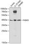 Fc Fragment Of IgM Receptor antibody, GTX32596, GeneTex, Western Blot image 