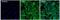 Actin Alpha Cardiac Muscle 1 antibody, MA1-744, Invitrogen Antibodies, Immunofluorescence image 