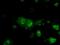 Basigin (Ok Blood Group) antibody, GTX84800, GeneTex, Immunofluorescence image 