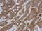 Glutathione S-Transferase Kappa 1 antibody, NBP2-16685, Novus Biologicals, Immunohistochemistry paraffin image 