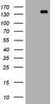 Protocadherin 7 antibody, TA505447BM, Origene, Western Blot image 