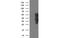 WW Domain Containing Transcription Regulator 1 antibody, MBS834947, MyBioSource, Western Blot image 
