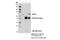 IKAROS Family Zinc Finger 3 antibody, 15103S, Cell Signaling Technology, Immunoprecipitation image 