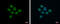 Mitogen-Activated Protein Kinase Kinase Kinase 9 antibody, GTX113777, GeneTex, Immunofluorescence image 