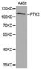 Protein Tyrosine Kinase 2 antibody, abx001726, Abbexa, Western Blot image 