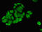 Solute Carrier Family 25 Member 1 antibody, orb400236, Biorbyt, Immunofluorescence image 