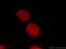 BMI1 Proto-Oncogene, Polycomb Ring Finger antibody, 66161-1-Ig, Proteintech Group, Immunofluorescence image 