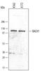 BTB Domain And CNC Homolog 1 antibody, AF5776, R&D Systems, Western Blot image 