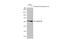 Cycb1 antibody, GTX100911, GeneTex, Western Blot image 