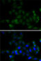Histone Cluster 4 H4 antibody, 22-747, ProSci, Immunofluorescence image 