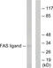 Fas Ligand antibody, abx013074, Abbexa, Western Blot image 
