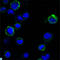 Receptor Tyrosine Kinase Like Orphan Receptor 1 antibody, LS-C813223, Lifespan Biosciences, Immunofluorescence image 