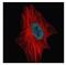 Zinc Finger Protein 449 antibody, NBP2-21019, Novus Biologicals, Immunofluorescence image 