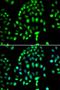 Poly(ADP-Ribose) Polymerase Family Member 3 antibody, LS-C346339, Lifespan Biosciences, Immunofluorescence image 