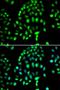 Poly [ADP-ribose] polymerase 3 antibody, LS-C346339, Lifespan Biosciences, Immunofluorescence image 