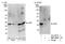 Density Regulated Re-Initiation And Release Factor antibody, NBP1-50042, Novus Biologicals, Western Blot image 