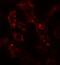 ADP Ribosylation Factor 6 antibody, GTX31908, GeneTex, Immunohistochemistry paraffin image 