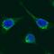Prolyl 4-Hydroxylase Subunit Beta antibody, IC4236G, R&D Systems, Immunocytochemistry image 