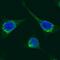 Prolyl 4-Hydroxylase Subunit Beta antibody, IC4236G, R&D Systems, Immunocytochemistry image 