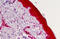 Caspase 4 antibody, MBS240972, MyBioSource, Immunohistochemistry frozen image 