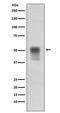 Tubulin Alpha 1b antibody, P08382, Boster Biological Technology, Western Blot image 