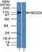 NEDD4 E3 Ubiquitin Protein Ligase antibody, PA5-23462, Invitrogen Antibodies, Western Blot image 