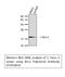 BCL2 Like 1 antibody, STJ91843, St John