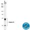 Caspase 14 antibody, MAB8215, R&D Systems, Western Blot image 