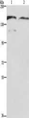 DCTN1 antibody, TA349873, Origene, Western Blot image 